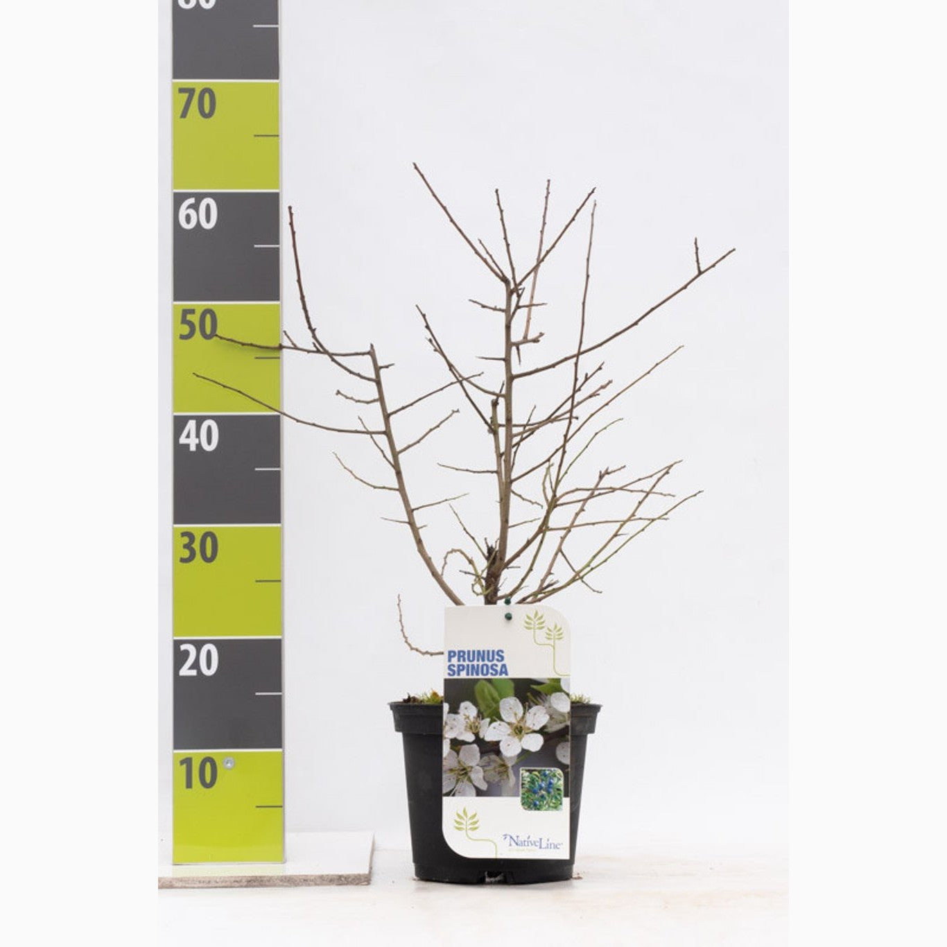 Slån – Prunus spinosa - C3 40-60 CM